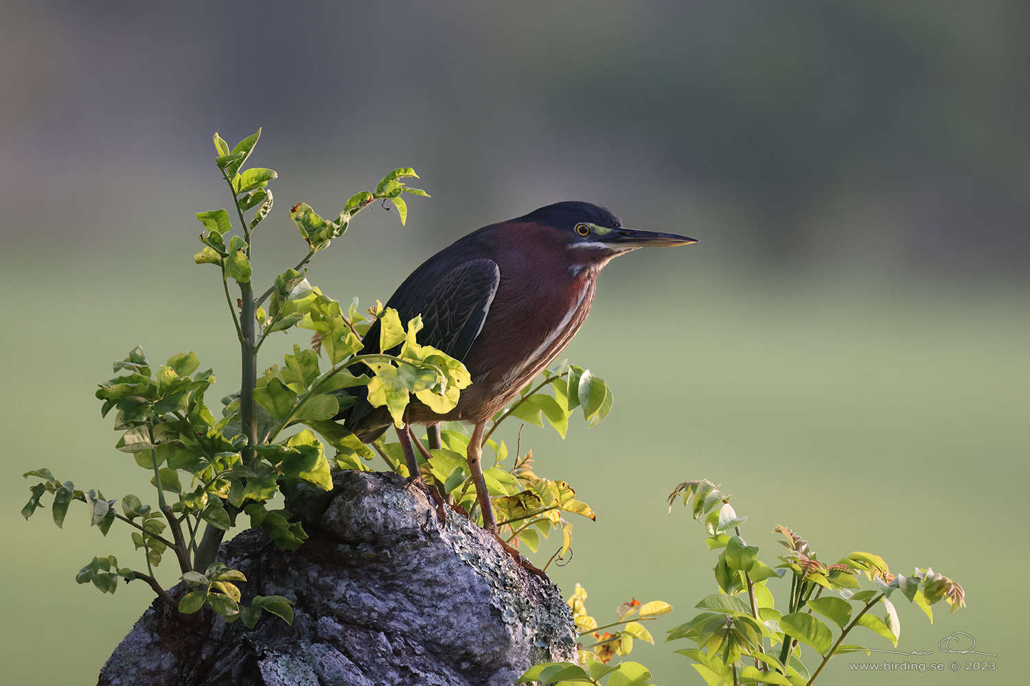 GREEN HERON (Butorides virescens)- Stng / Close